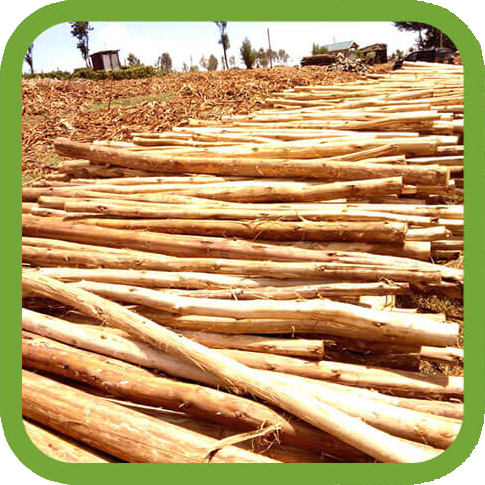 timber-processing-kenya Timber Processing Kenya